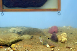 Borderland Residencies