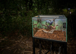 Borderland Residencies