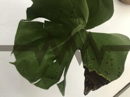 Borderland Residencies