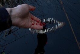 Borderland Residencies