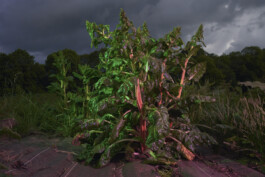 Borderland Residencies